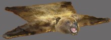 grizzly rug